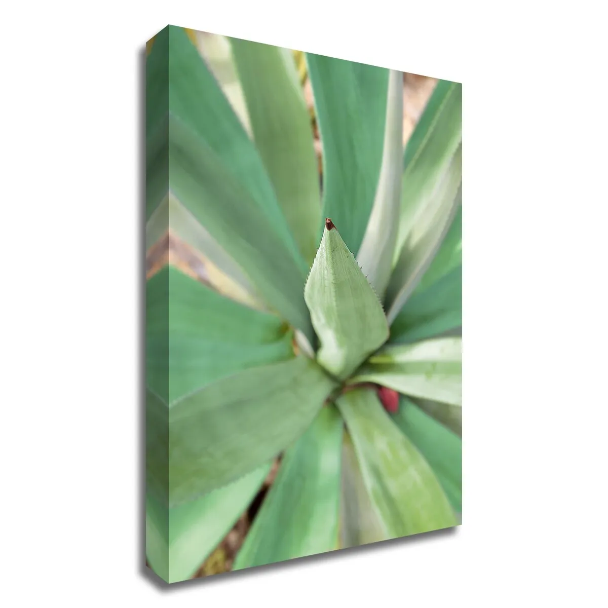 "Agave Succulent #2" Wrapped Canvas Print Wall Art