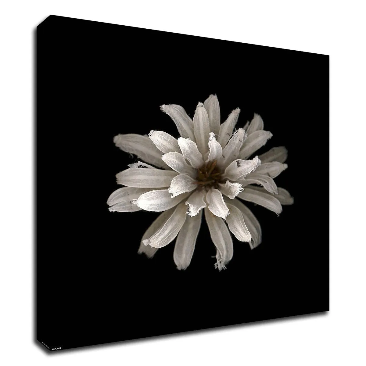 "All White" Wrapped Canvas Print Wall Art